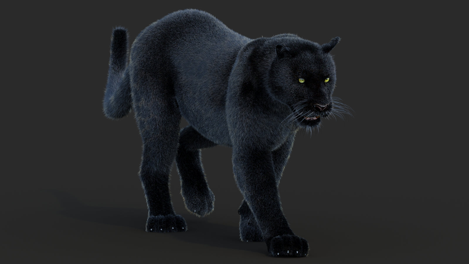 Animated Black Panther Animal 3D Model with Fur 360° view 2 frame 10