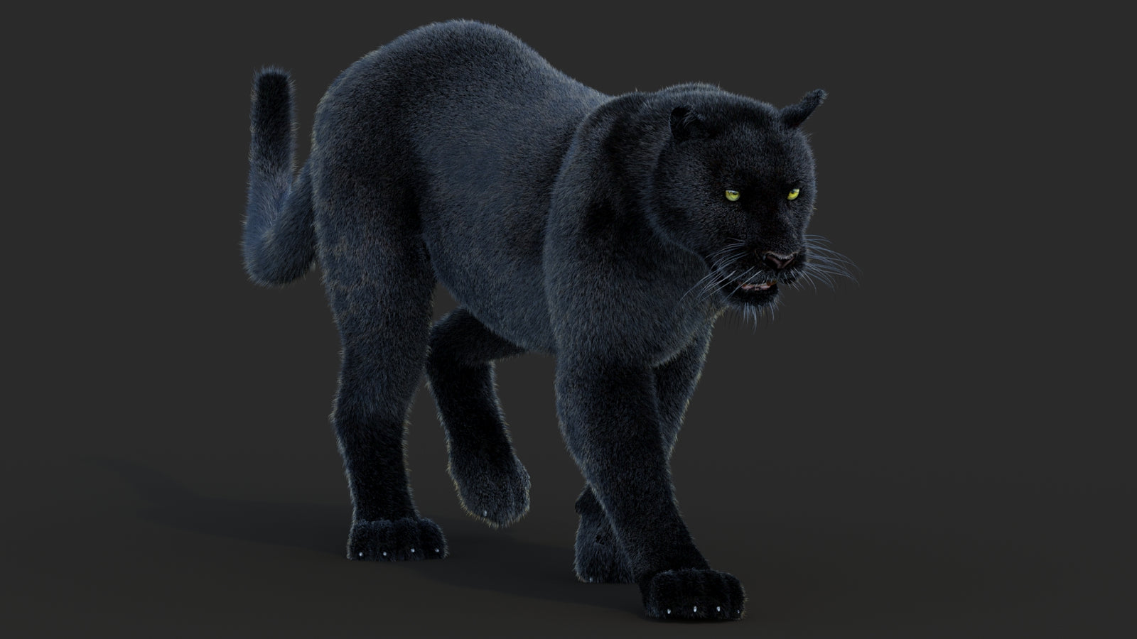 Animated Black Panther Animal 3D Model with Fur 360° view 2 frame 11