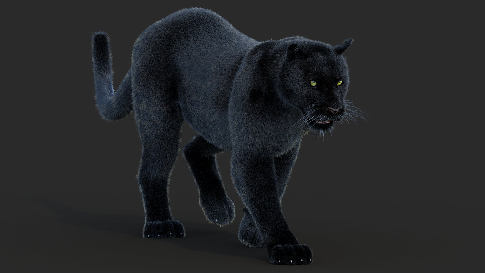 Animated Black Panther Animal 3D Model with Fur 360° view 2 frame 13