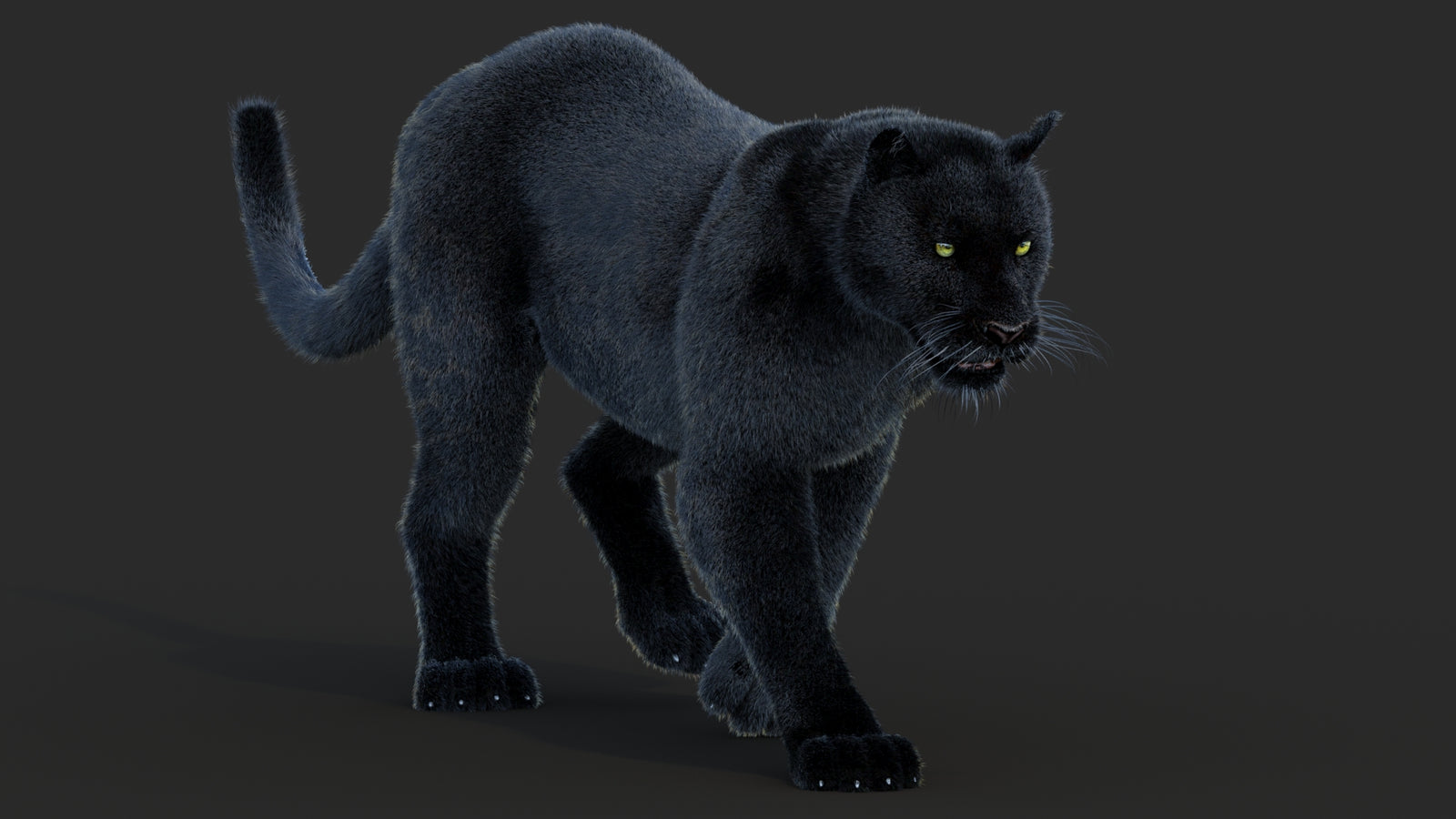 Animated Black Panther Animal 3D Model with Fur 360° view 2 frame 15