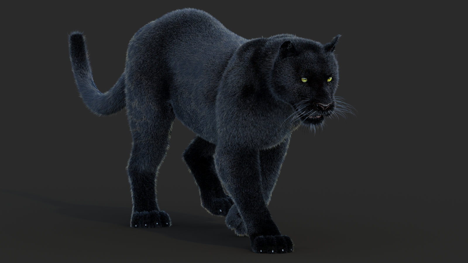 Animated Black Panther Animal 3D Model with Fur 360° view 2 frame 16