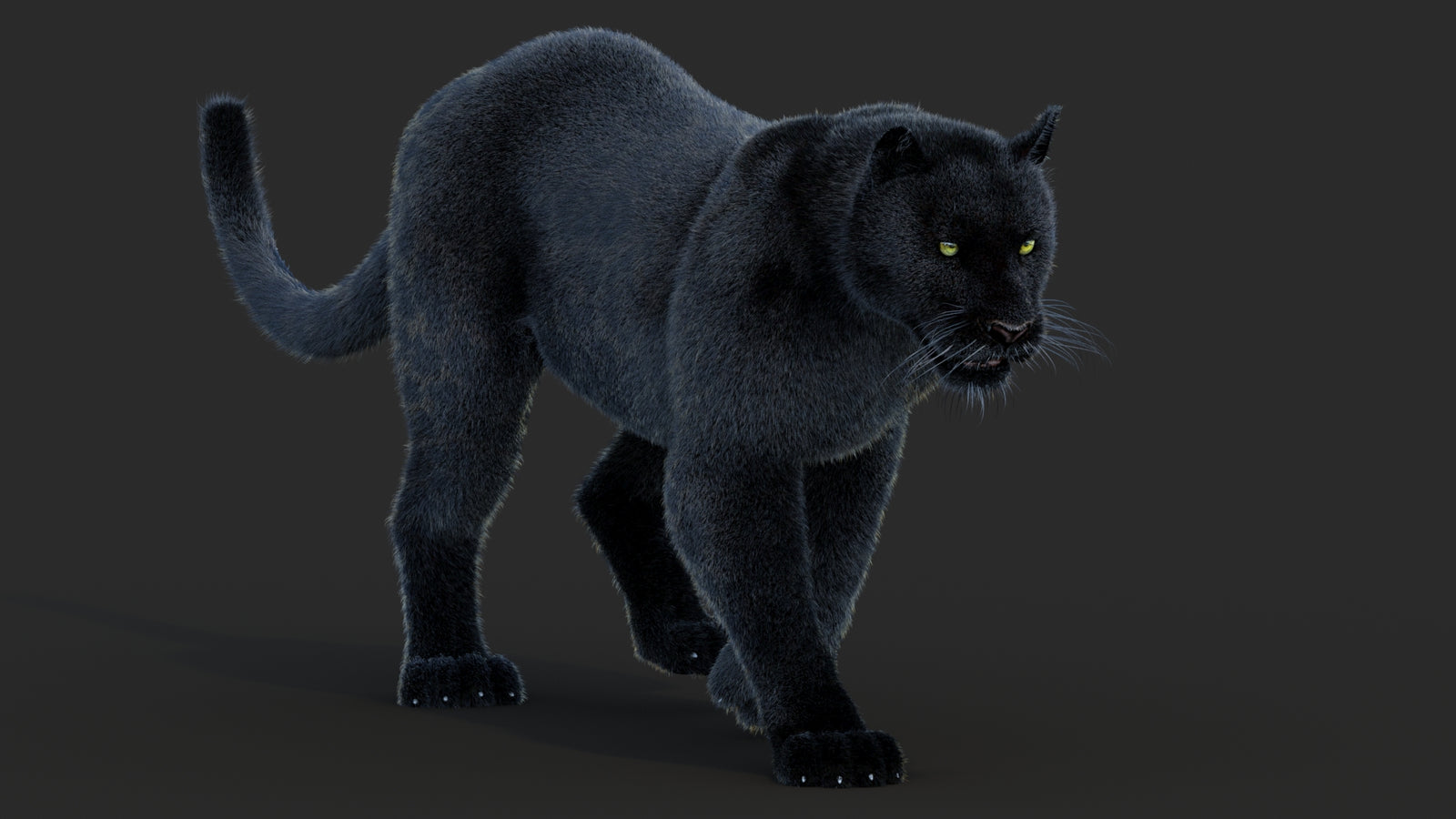Animated Black Panther Animal 3D Model with Fur 360° view 2 frame 17