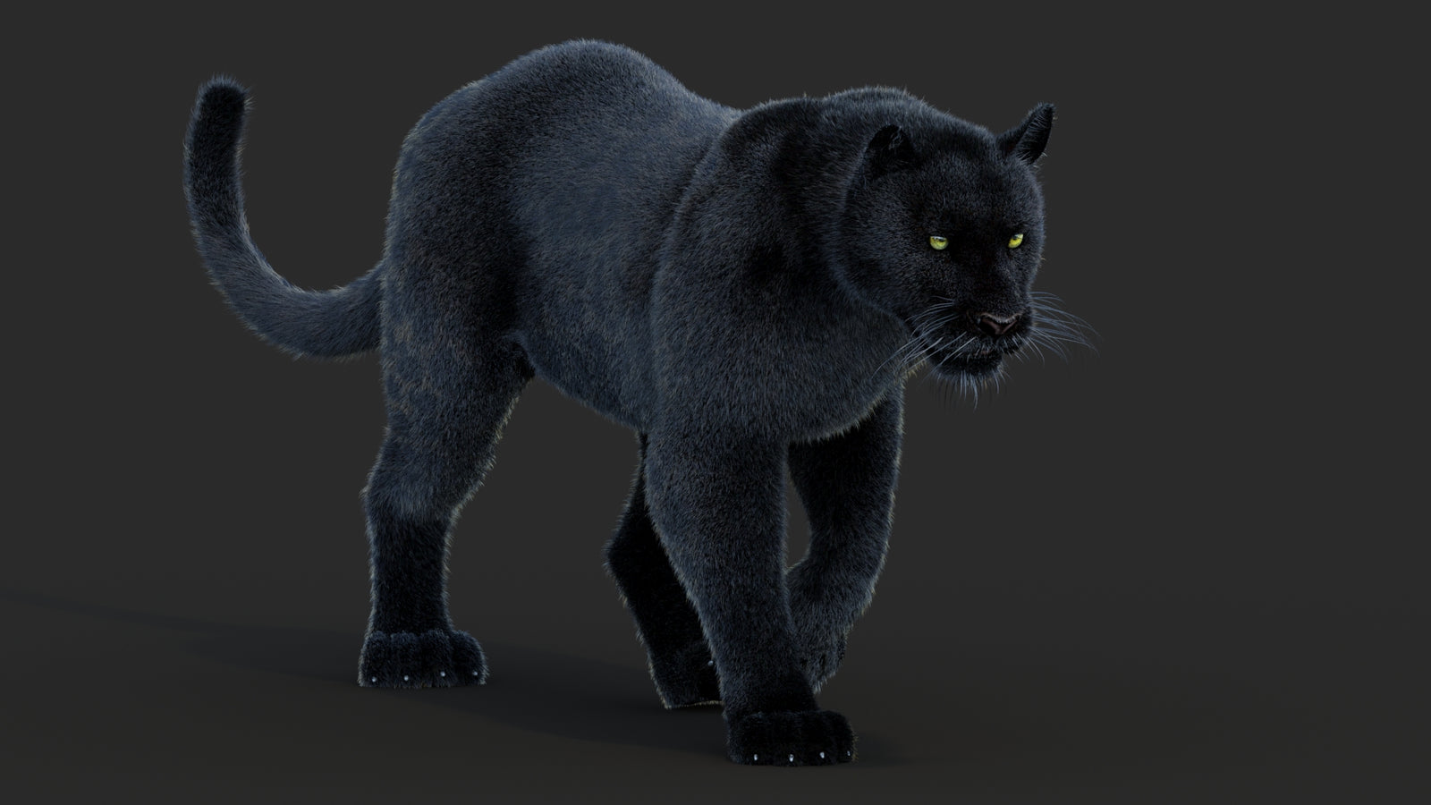 Animated Black Panther Animal 3D Model with Fur 360° view 2 frame 21