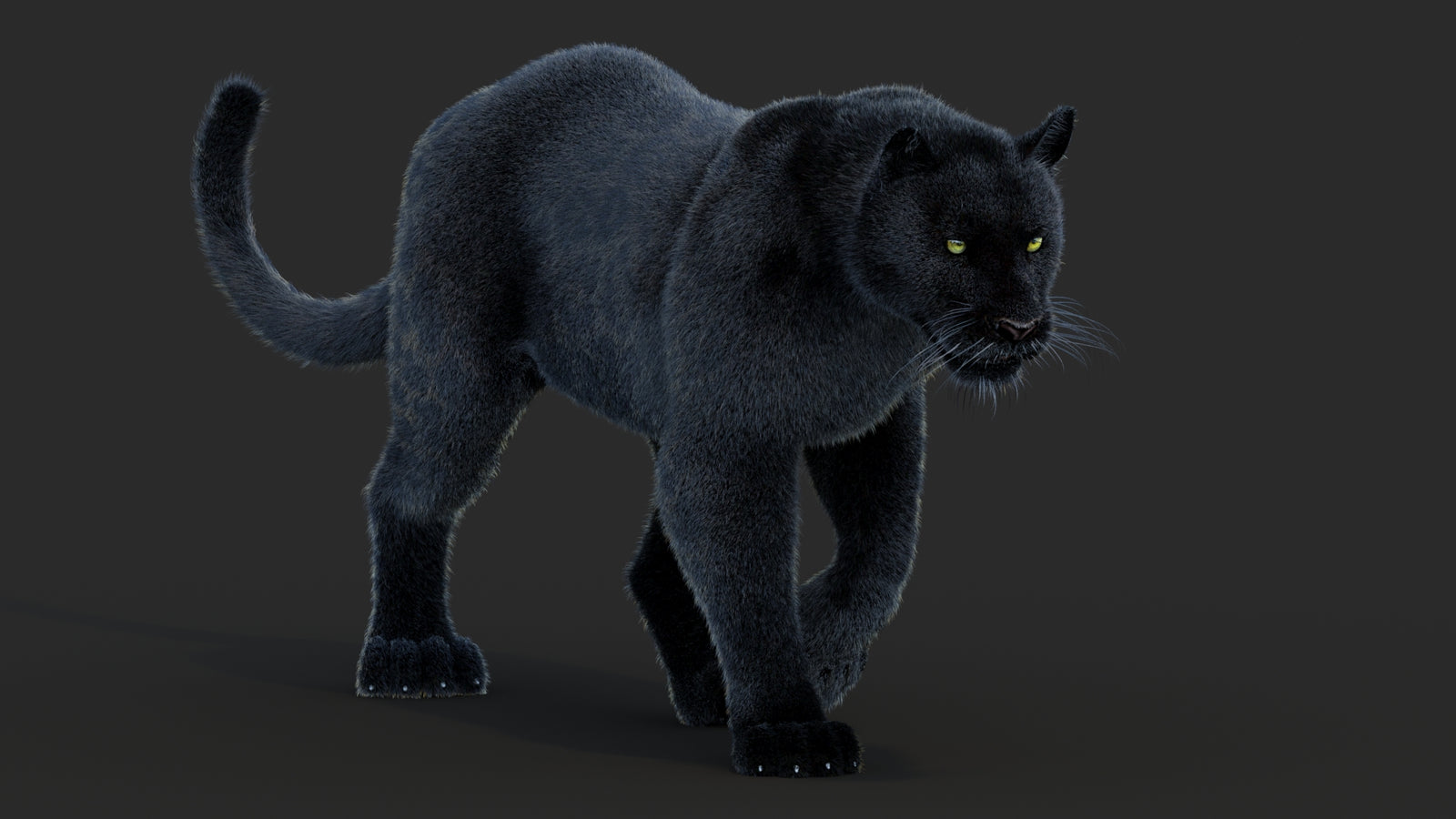Animated Black Panther Animal 3D Model with Fur 360° view 2 frame 22