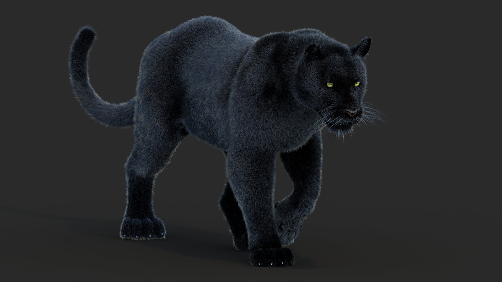 Animated Black Panther Animal 3D Model with Fur 360° view 2 frame 23