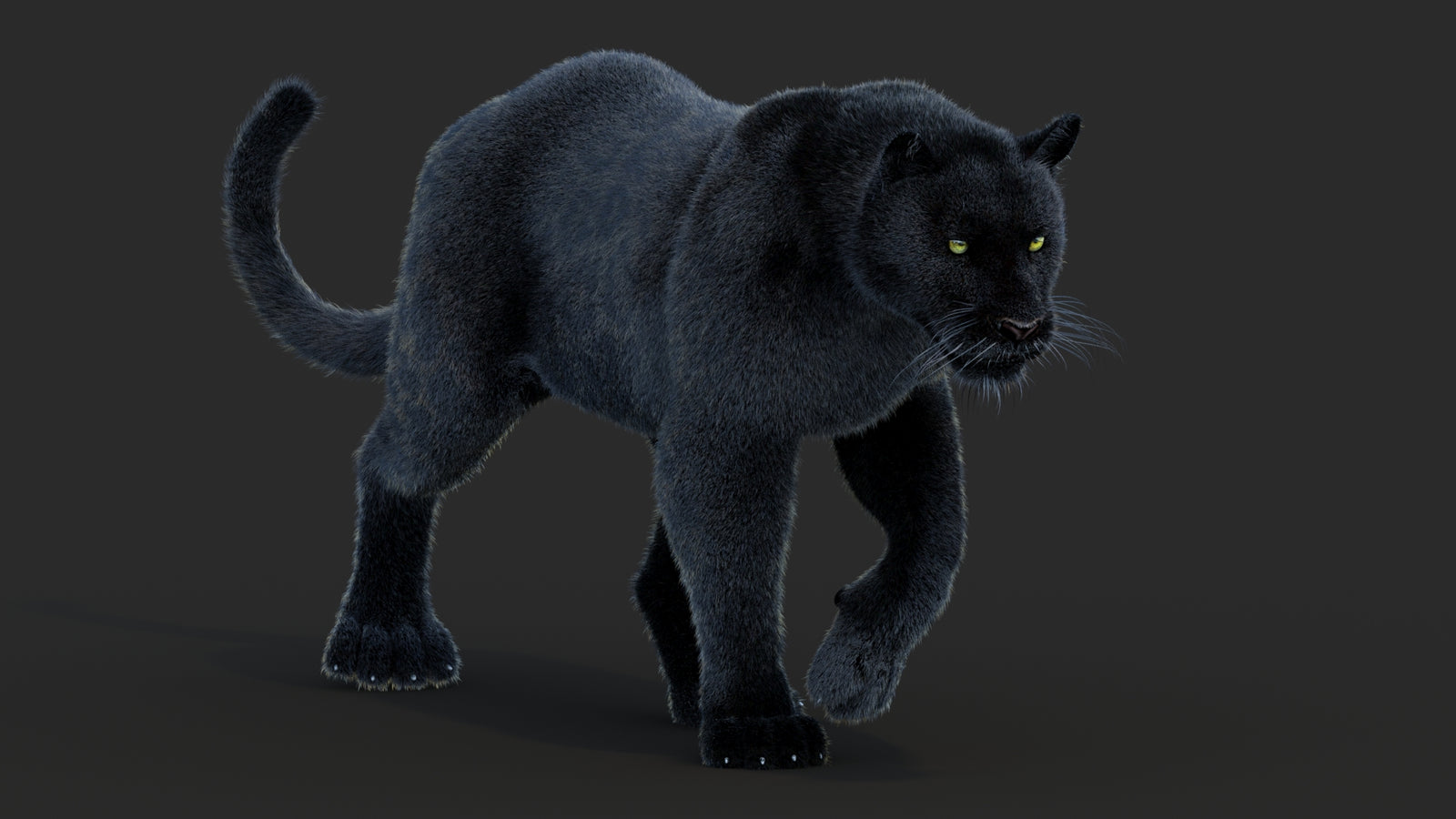 Animated Black Panther Animal 3D Model with Fur 360° view 2 frame 26
