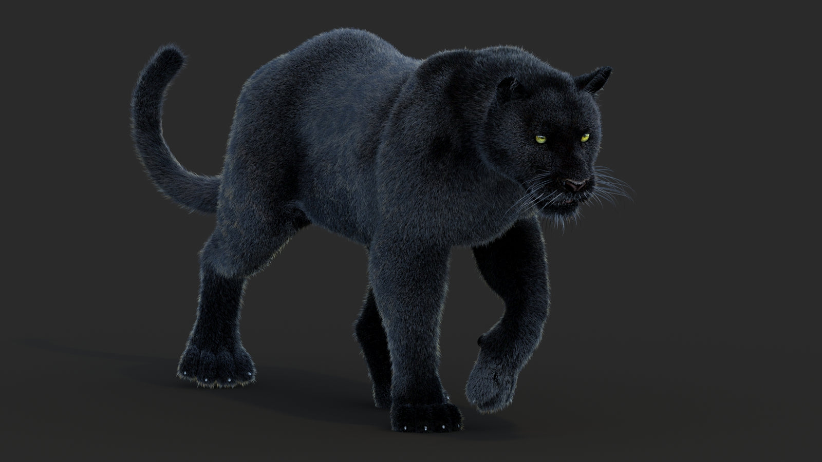 Animated Black Panther Animal 3D Model with Fur 360° view 2 frame 27