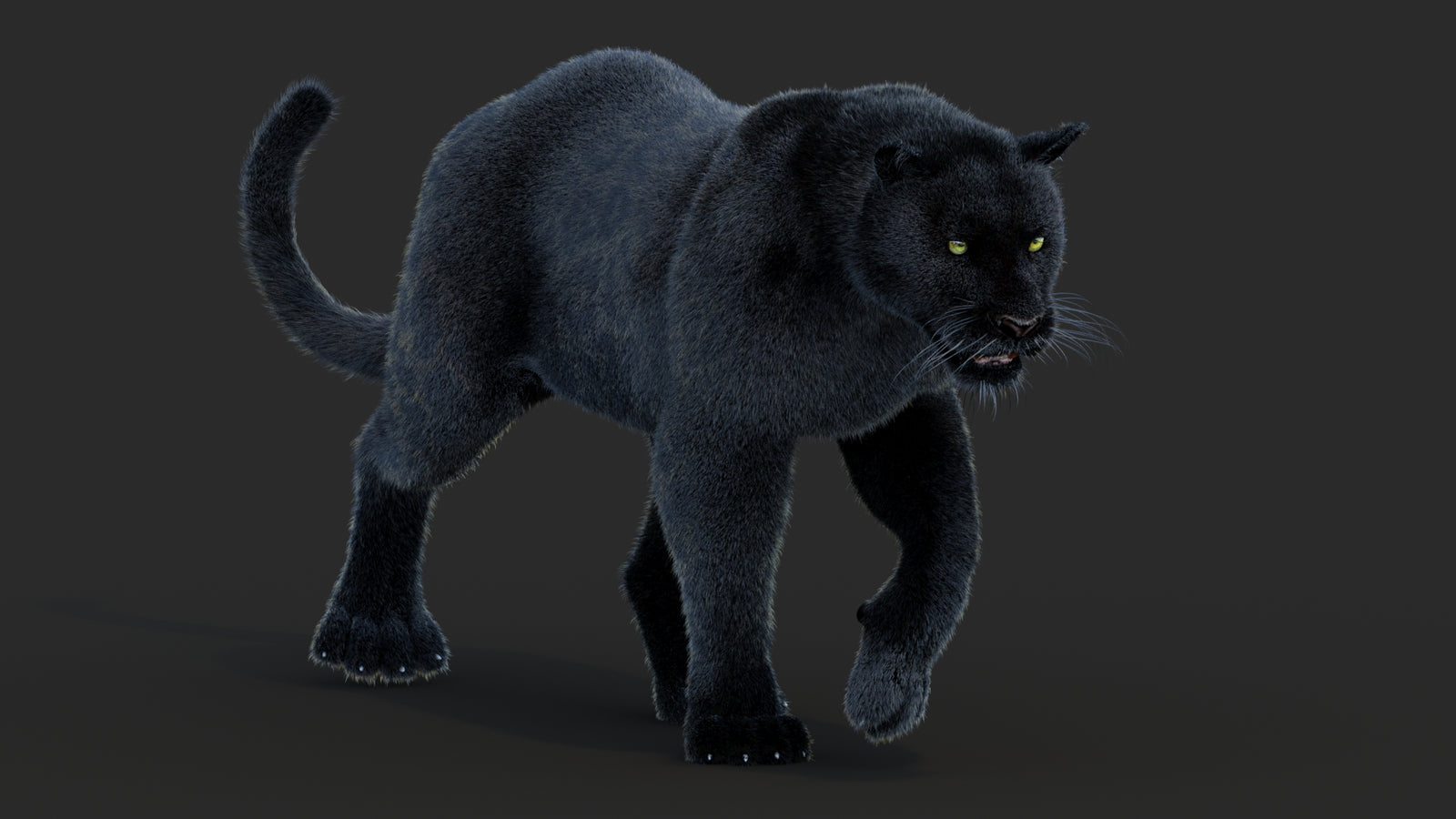 Animated Black Panther Animal 3D Model with Fur 360° view 2 frame 28