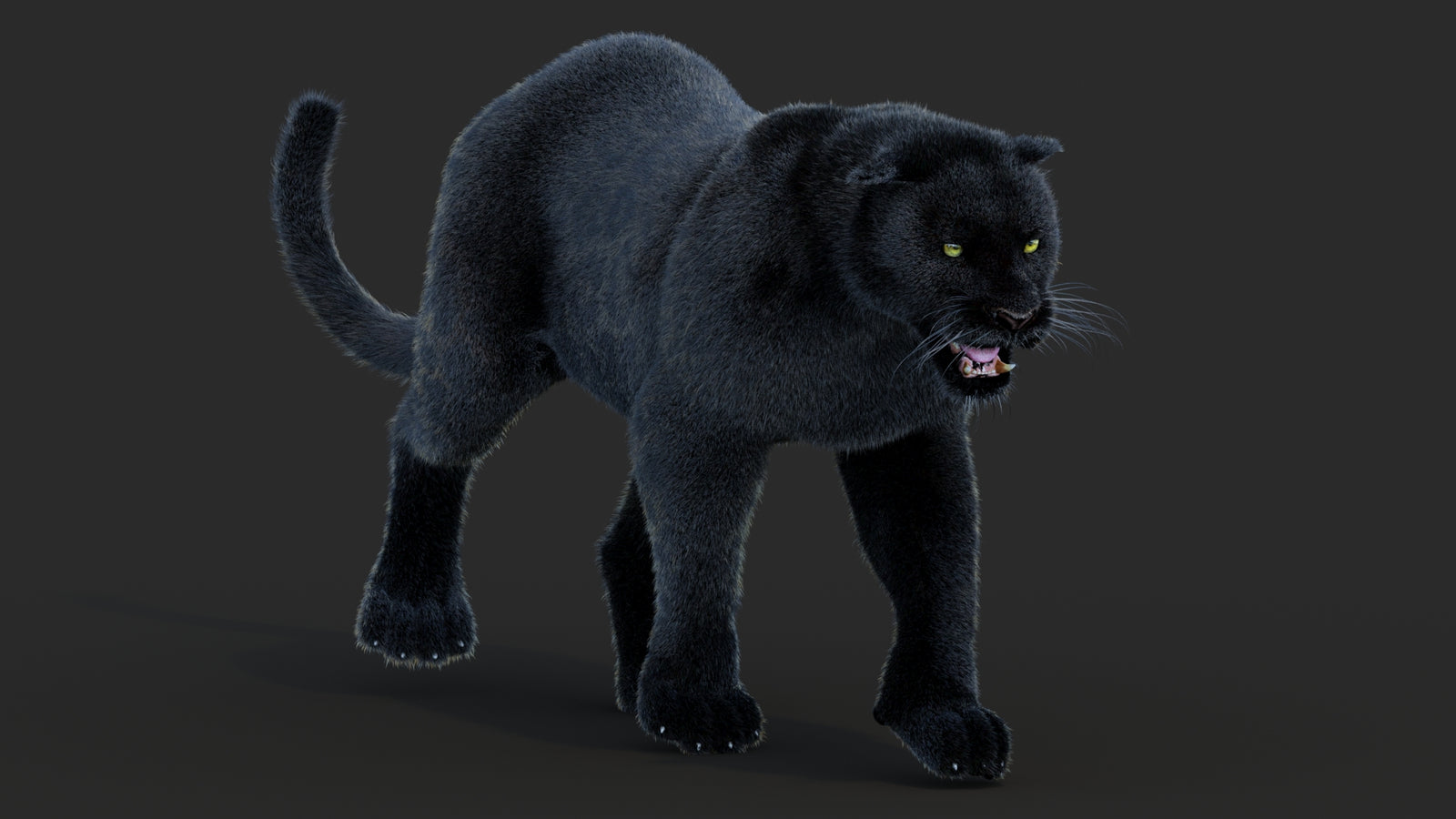 Animated Black Panther Animal 3D Model with Fur 360° view 2 frame 33