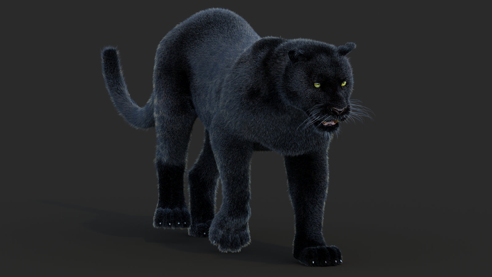 Animated Black Panther Animal 3D Model with Fur 360° view 2 frame 41
