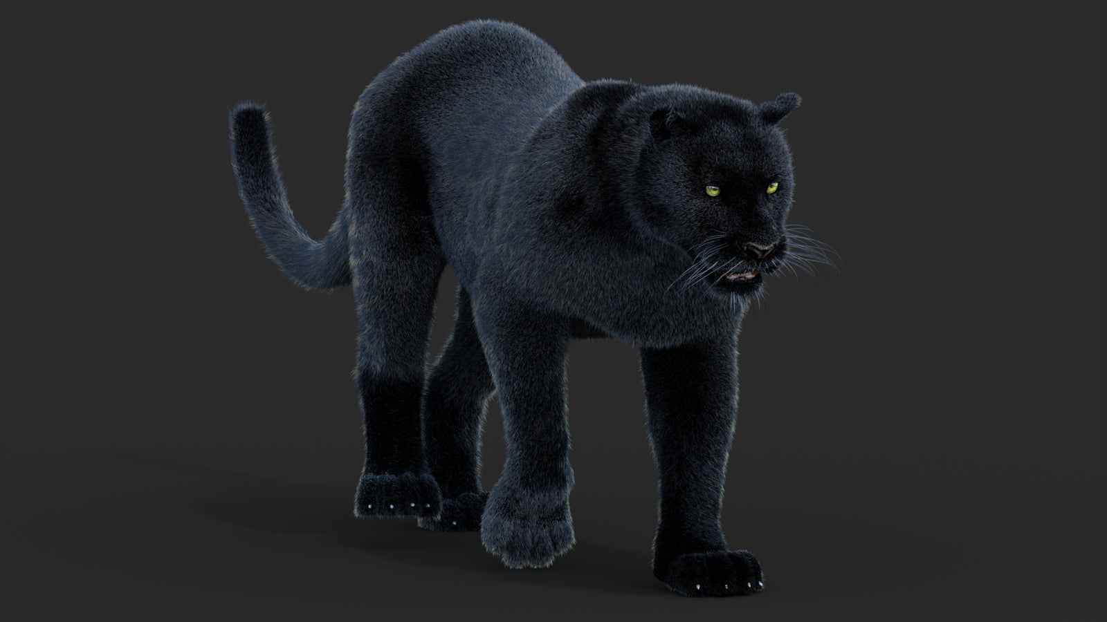 Animated Black Panther Animal 3D Model with Fur 360° view 2 frame 42