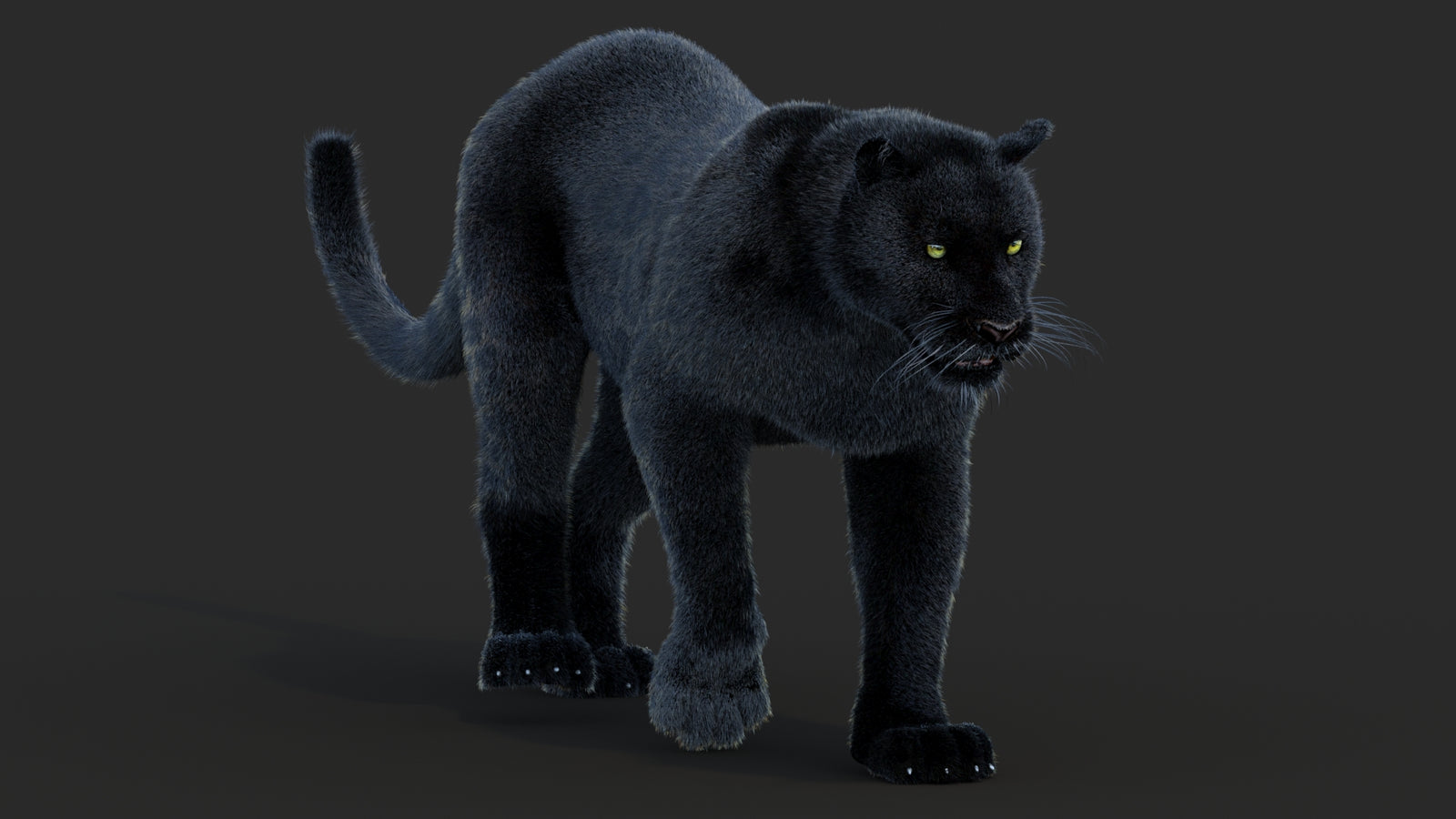 Animated Black Panther Animal 3D Model with Fur 360° view 2 frame 43