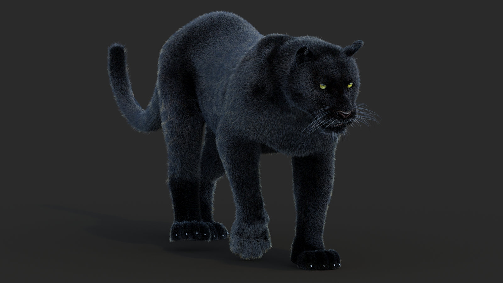 Animated Black Panther Animal 3D Model with Fur 360° view 2 frame 44
