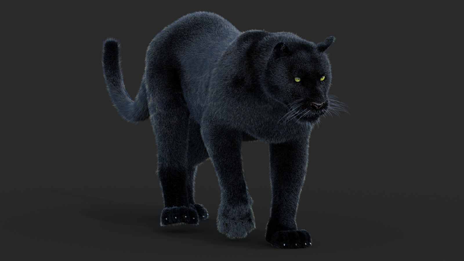 Animated Black Panther Animal 3D Model with Fur 360° view 2 frame 45