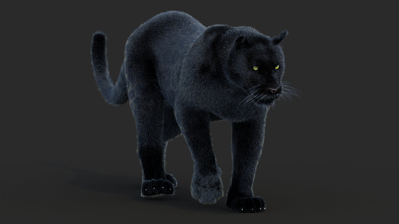 Animated Black Panther Animal 3D Model with Fur 360° view 2 frame 46