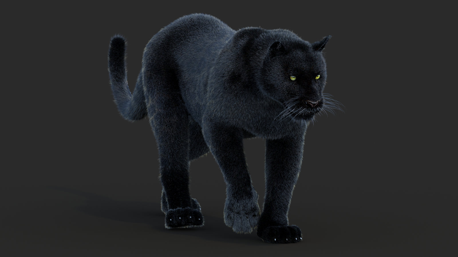 Animated Black Panther Animal 3D Model with Fur 360° view 2 frame 47