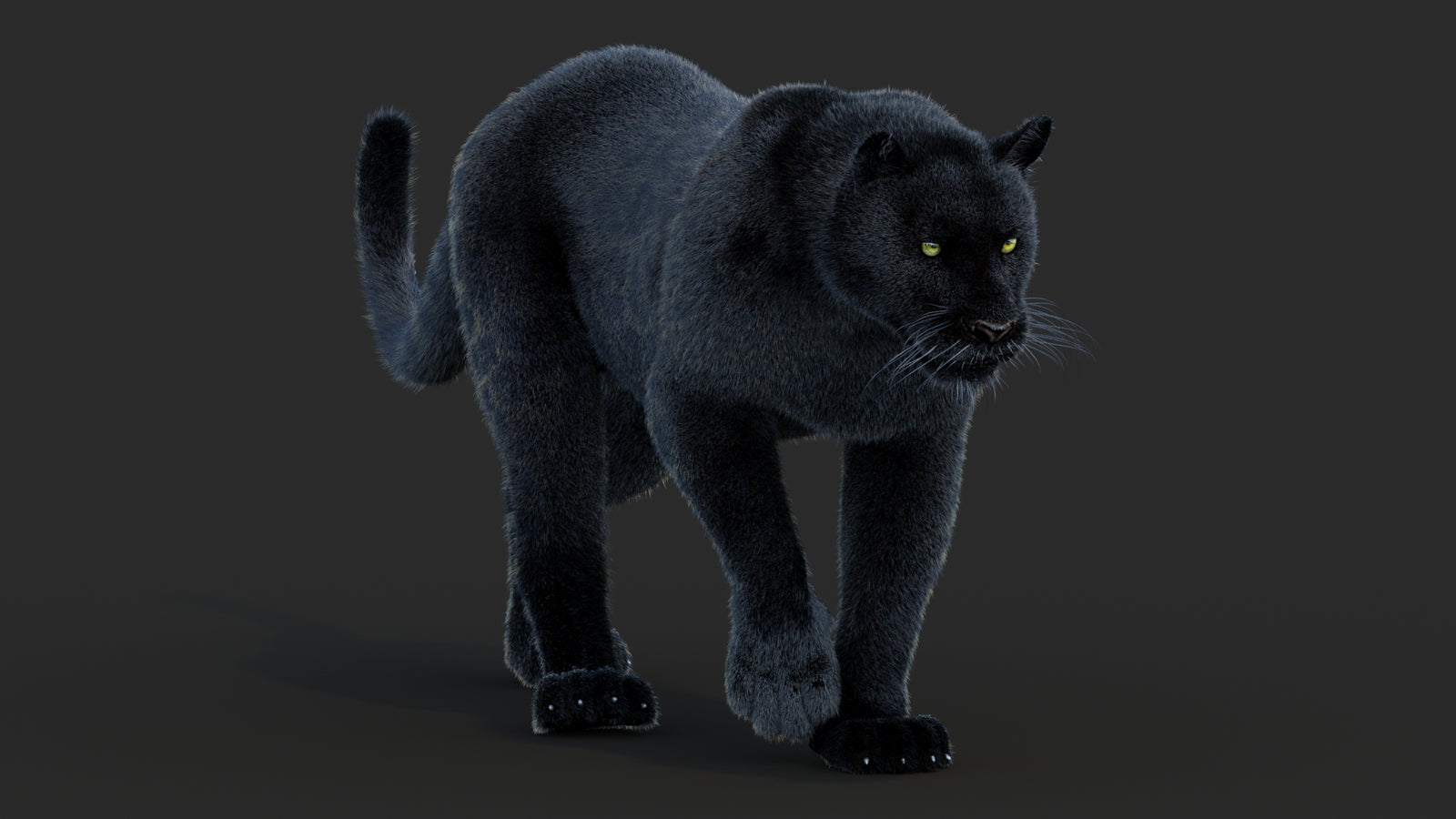 Animated Black Panther Animal 3D Model with Fur 360° view 2 frame 48