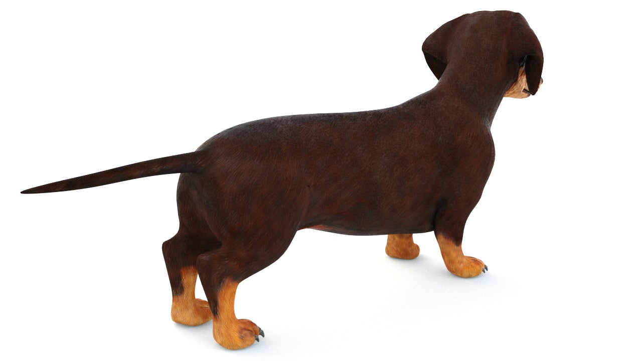 Animated Dachshund Dog 3D Model Fur