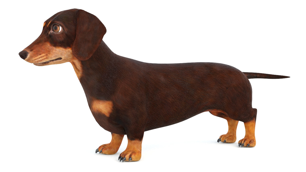 Animated Dachshund Dog 3D Model Fur