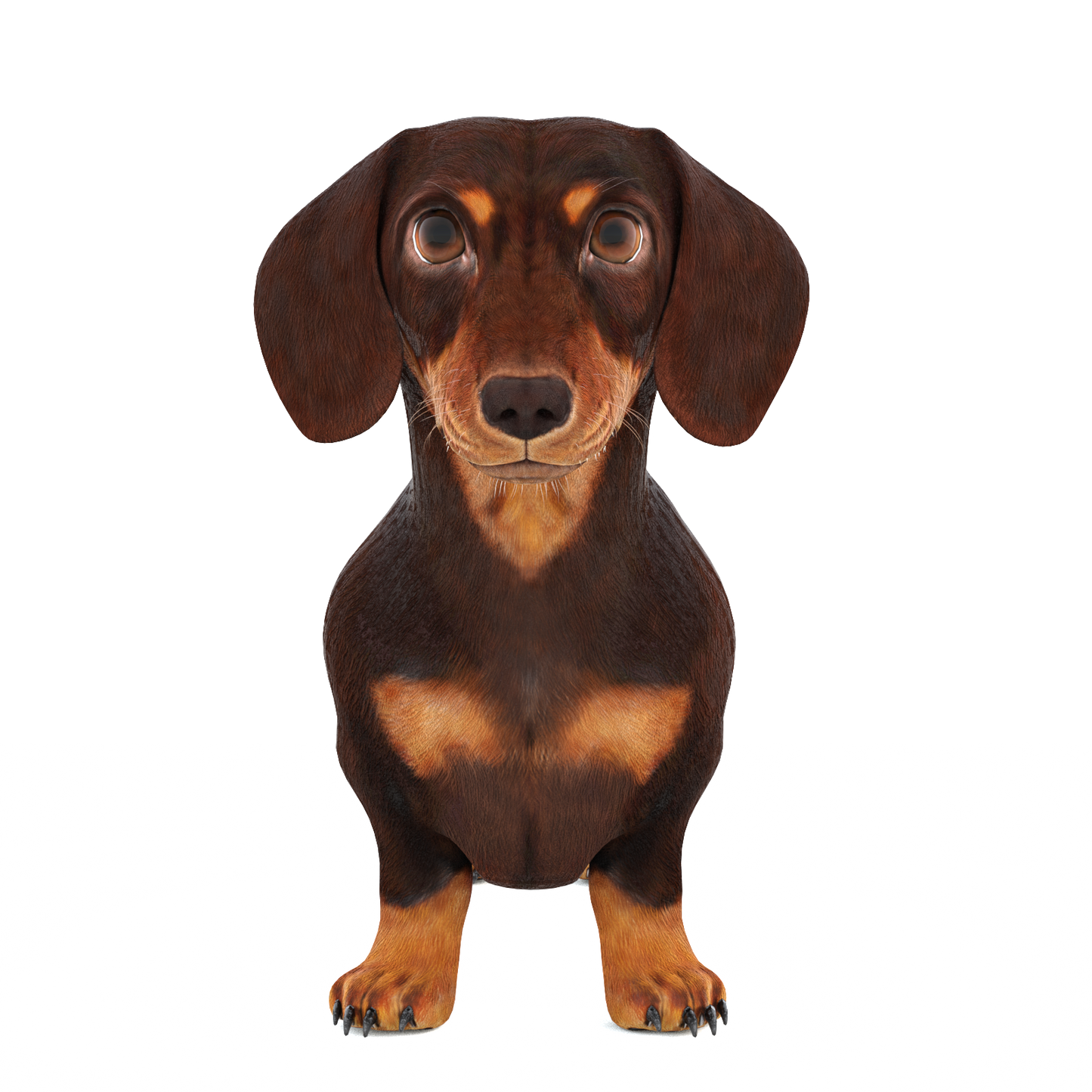 Animated Dachshund Dog 3D Model Fur
