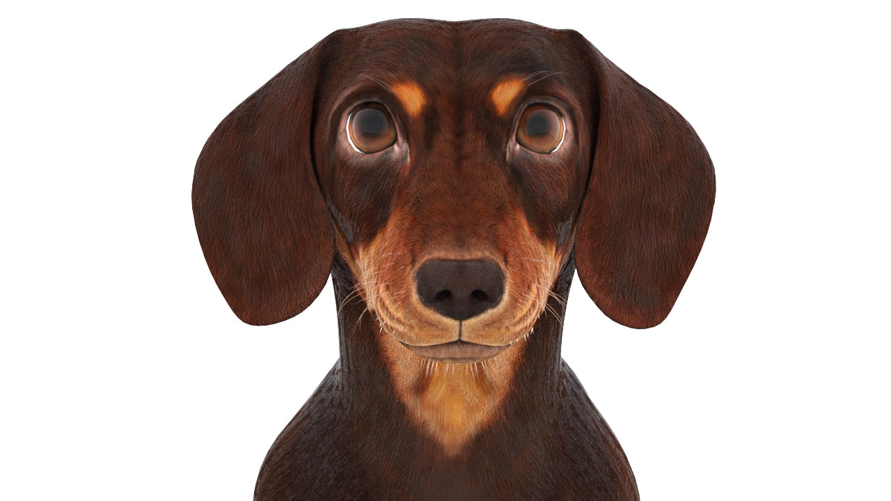 Animated Dachshund Dog 3D Model Fur