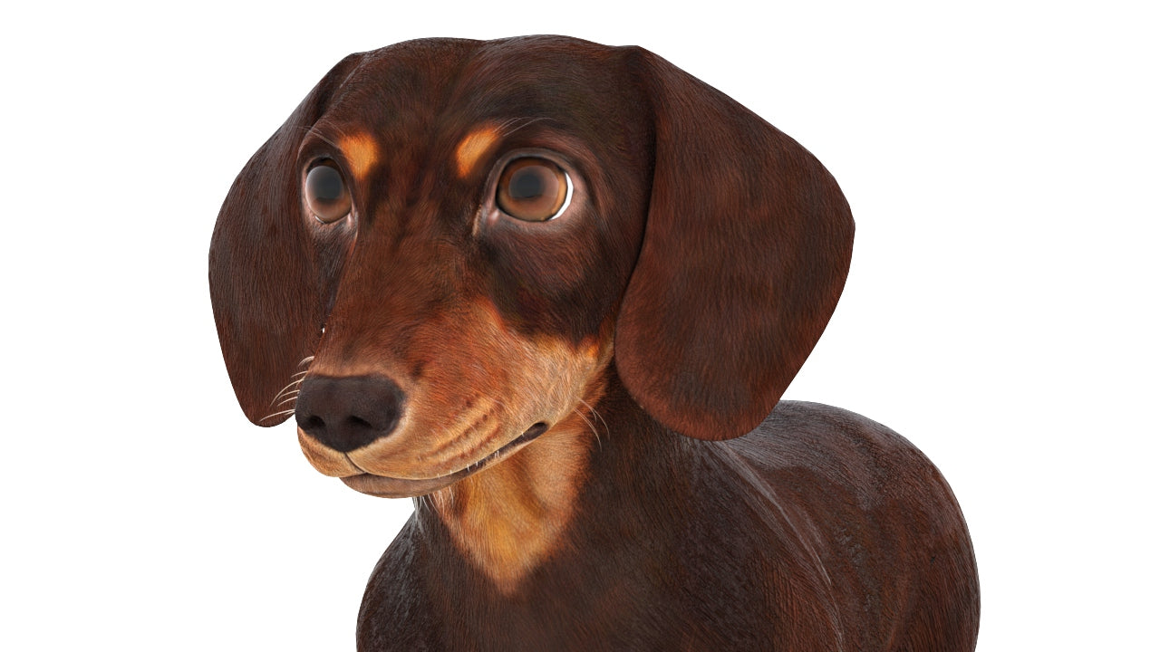 Animated Dachshund Dog 3D Model Fur