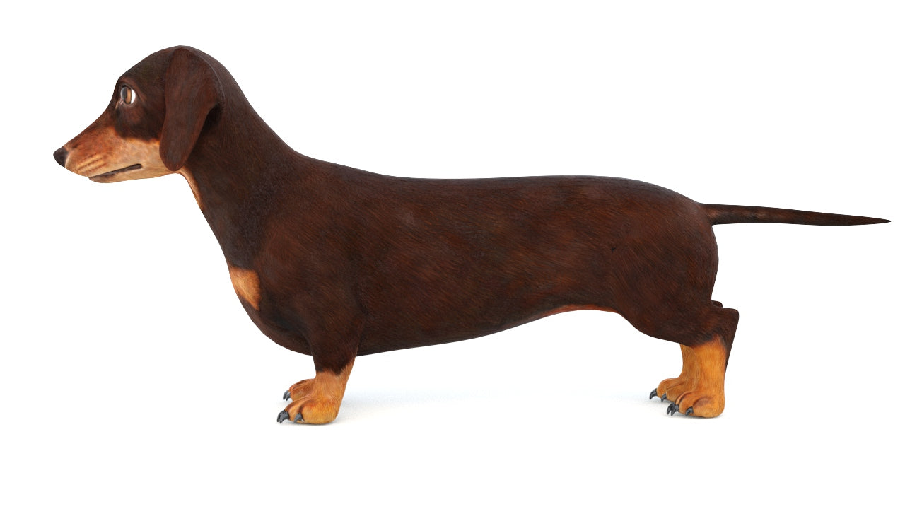 Animated Dachshund Dog 3D Model Fur