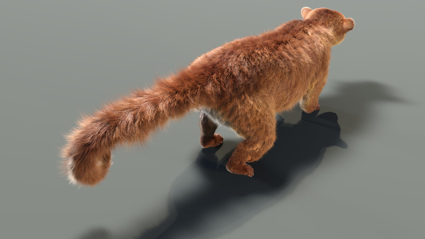 Rigged Kinkajou 3D Model Fur