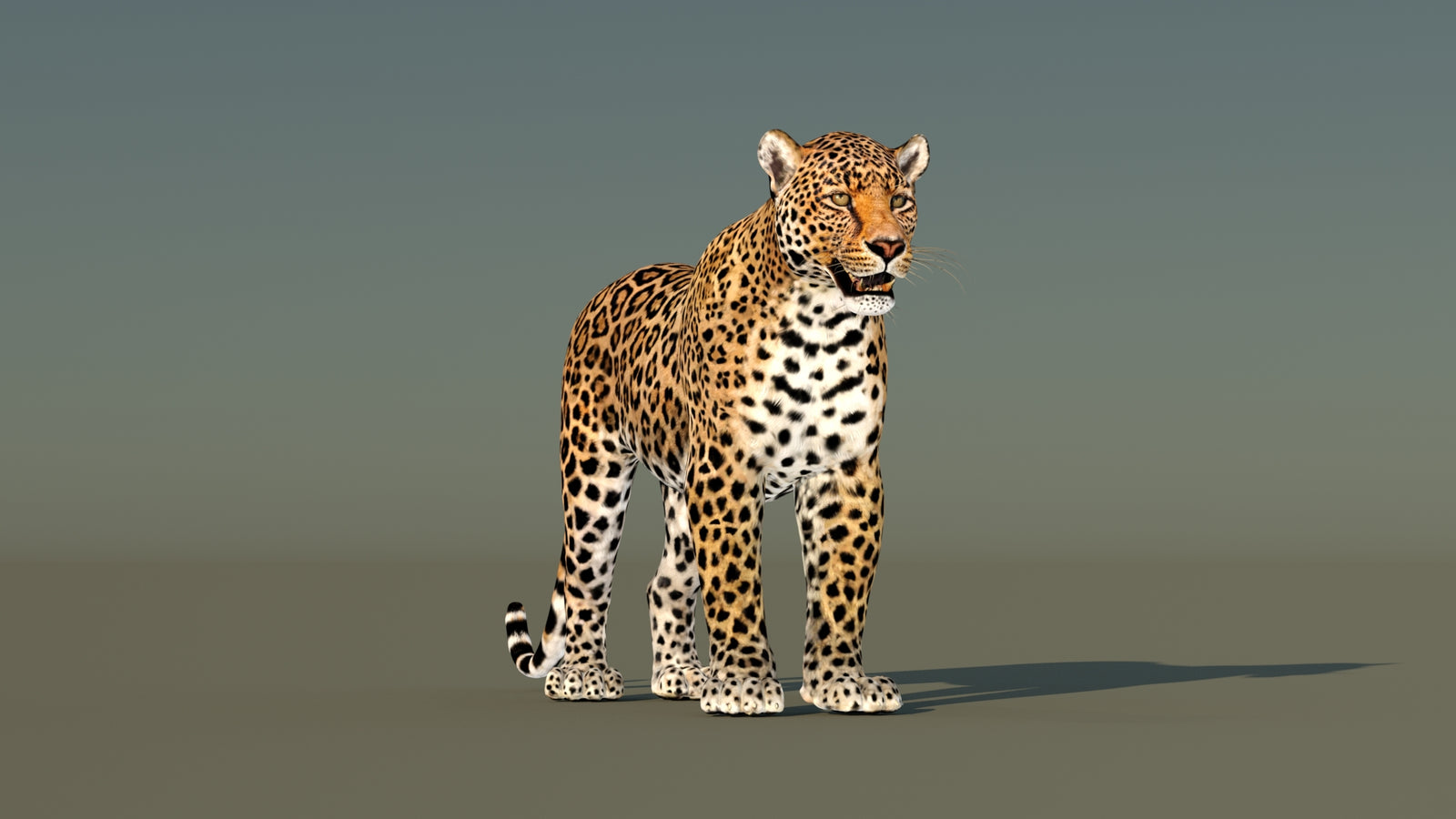 Leopard 3D Model Animated 360° view 1 frame 2