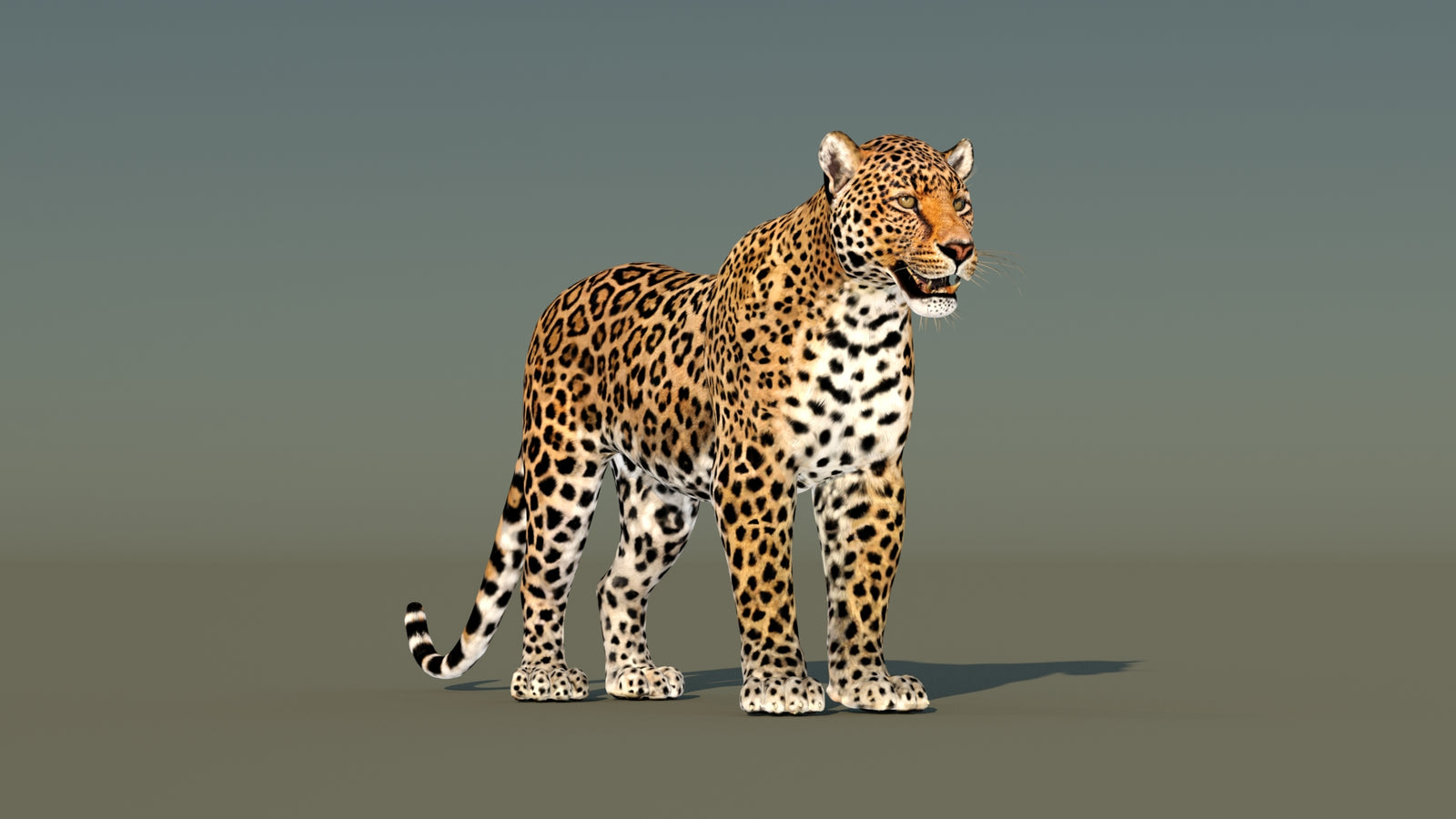 Leopard 3D Model Animated 360° view 1 frame 3