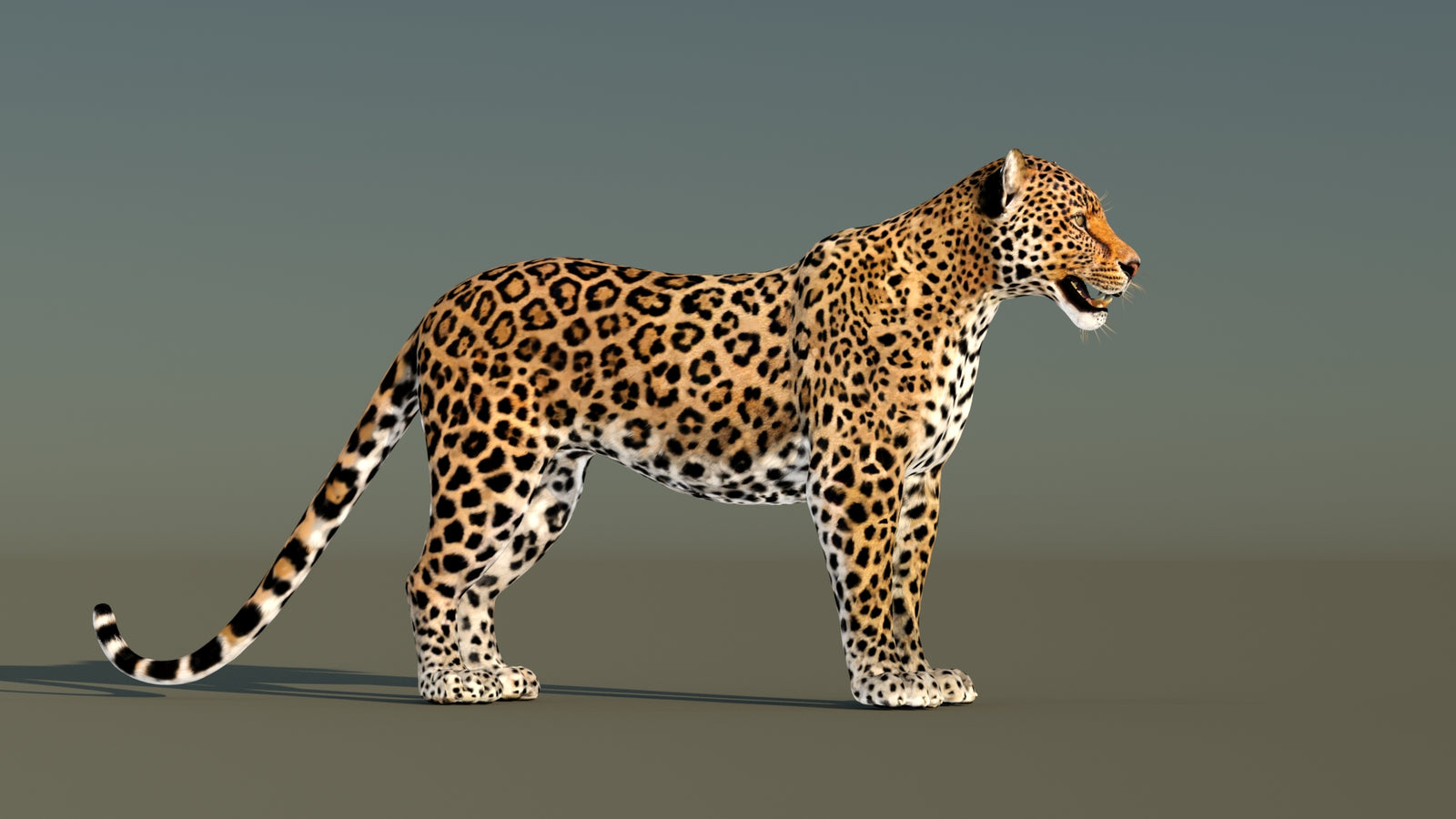 Leopard 3D Model Animated 360° view 1 frame 7