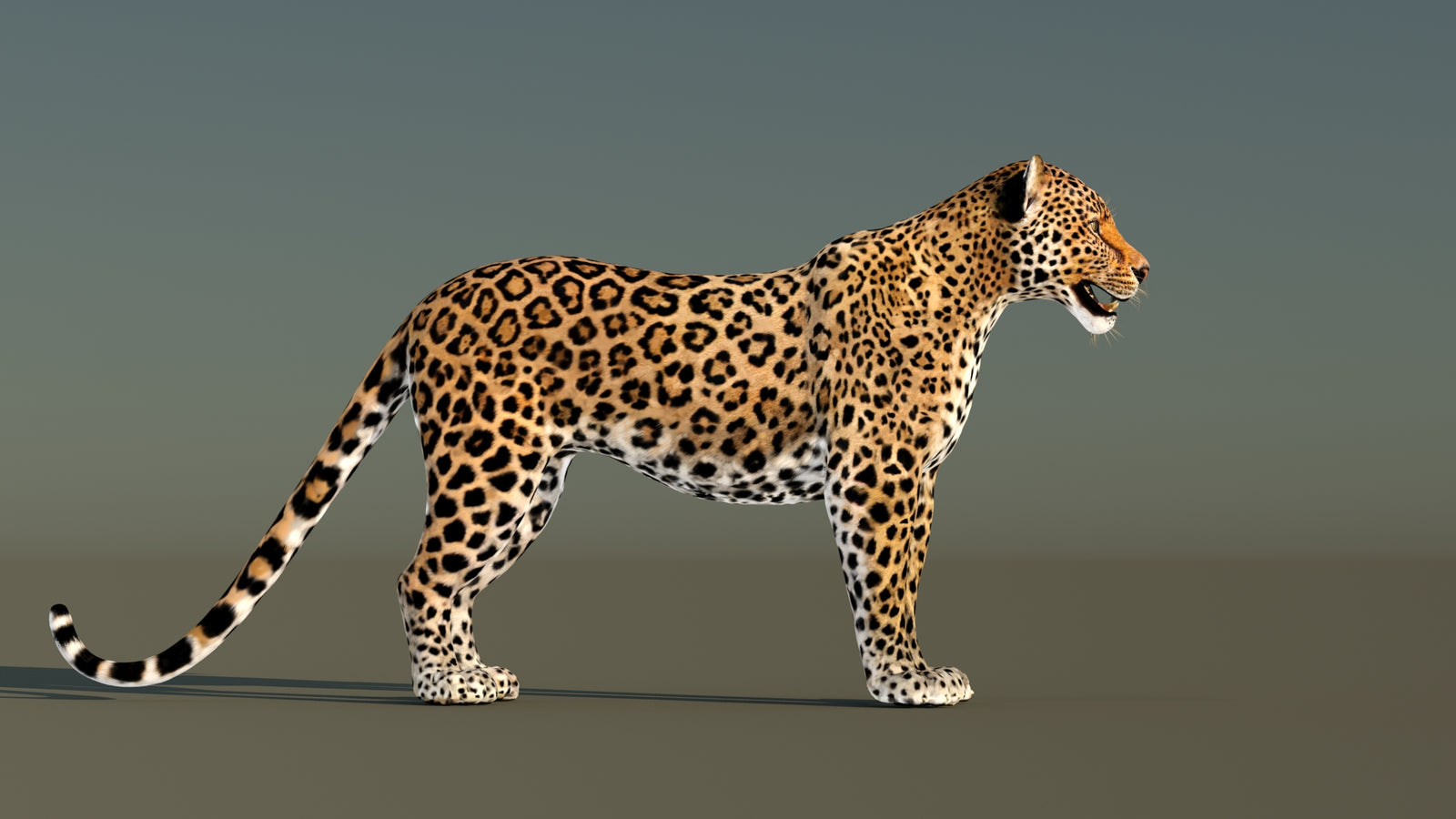 Leopard 3D Model Animated 360° view 1 frame 8