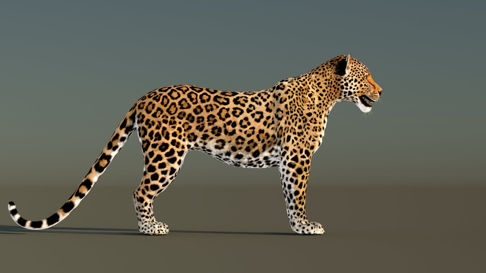 Leopard 3D Model Animated 360° view 1 frame 9
