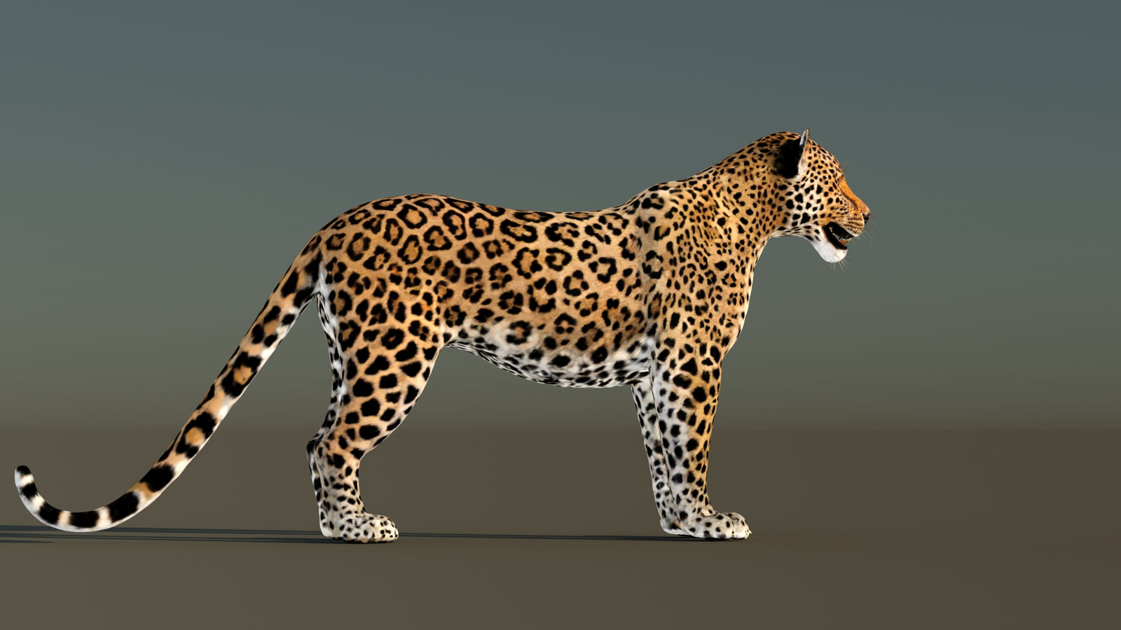 Leopard 3D Model Animated 360° view 1 frame 10