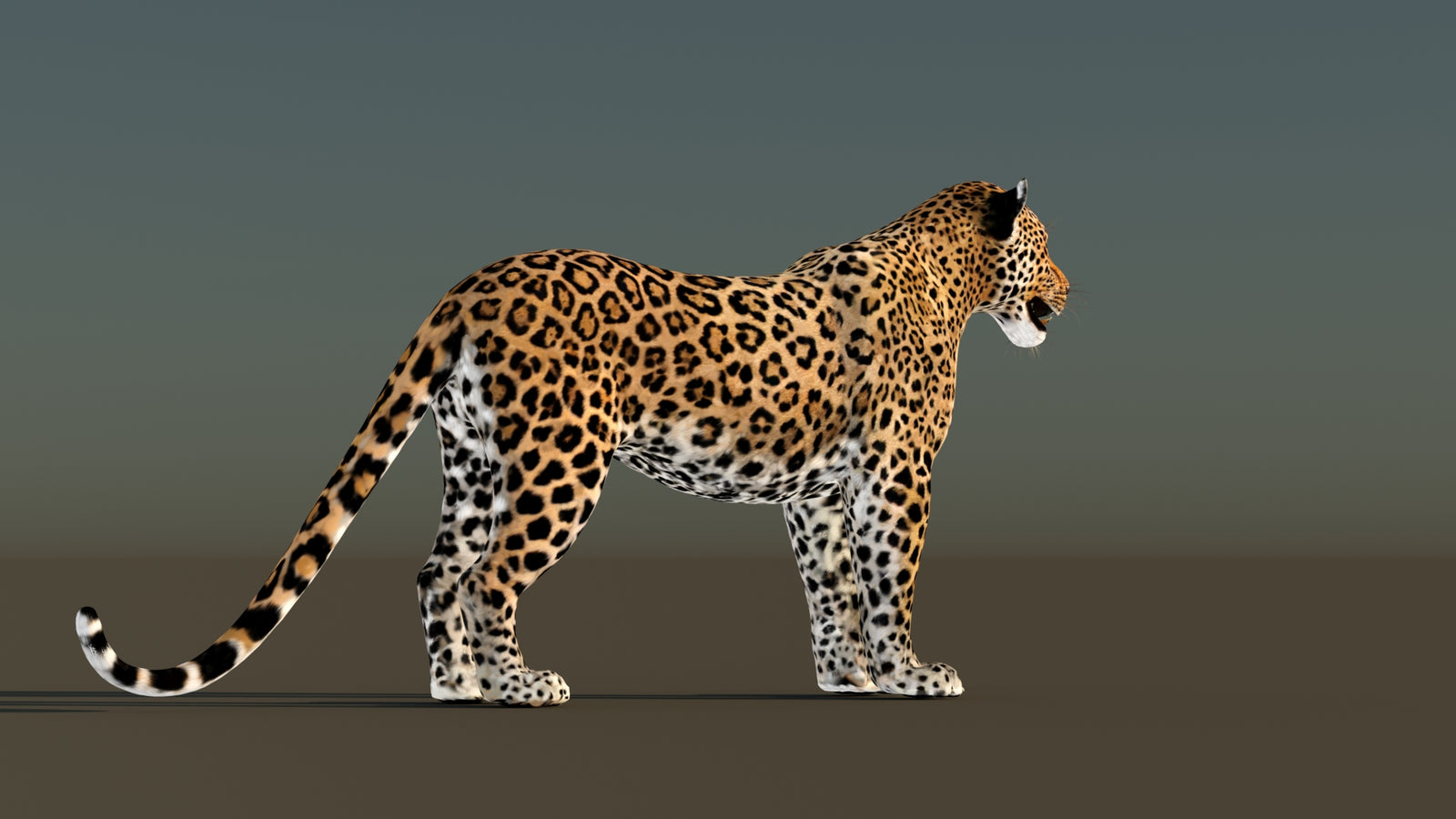 Leopard 3D Model Animated 360° view 1 frame 12