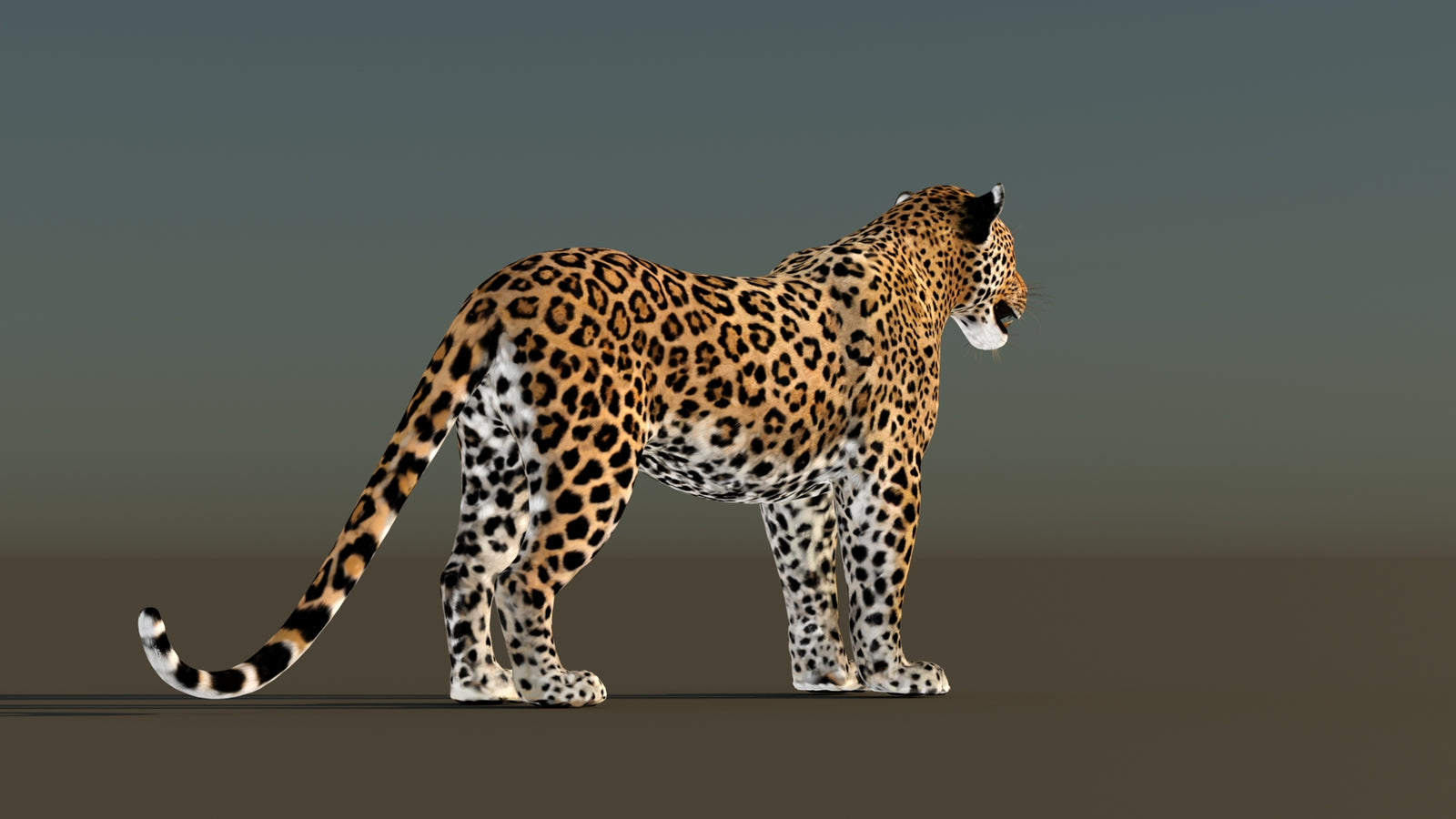 Leopard 3D Model Animated 360° view 1 frame 13