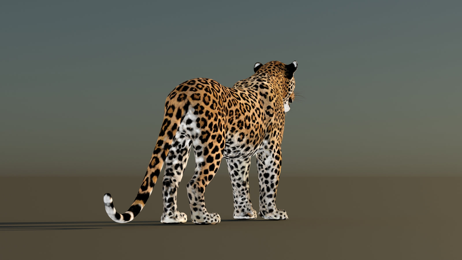 Leopard 3D Model Animated 360° view 1 frame 15