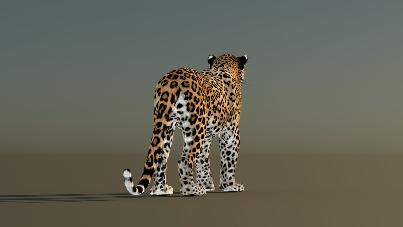 Leopard 3D Model Animated 360° view 1 frame 16