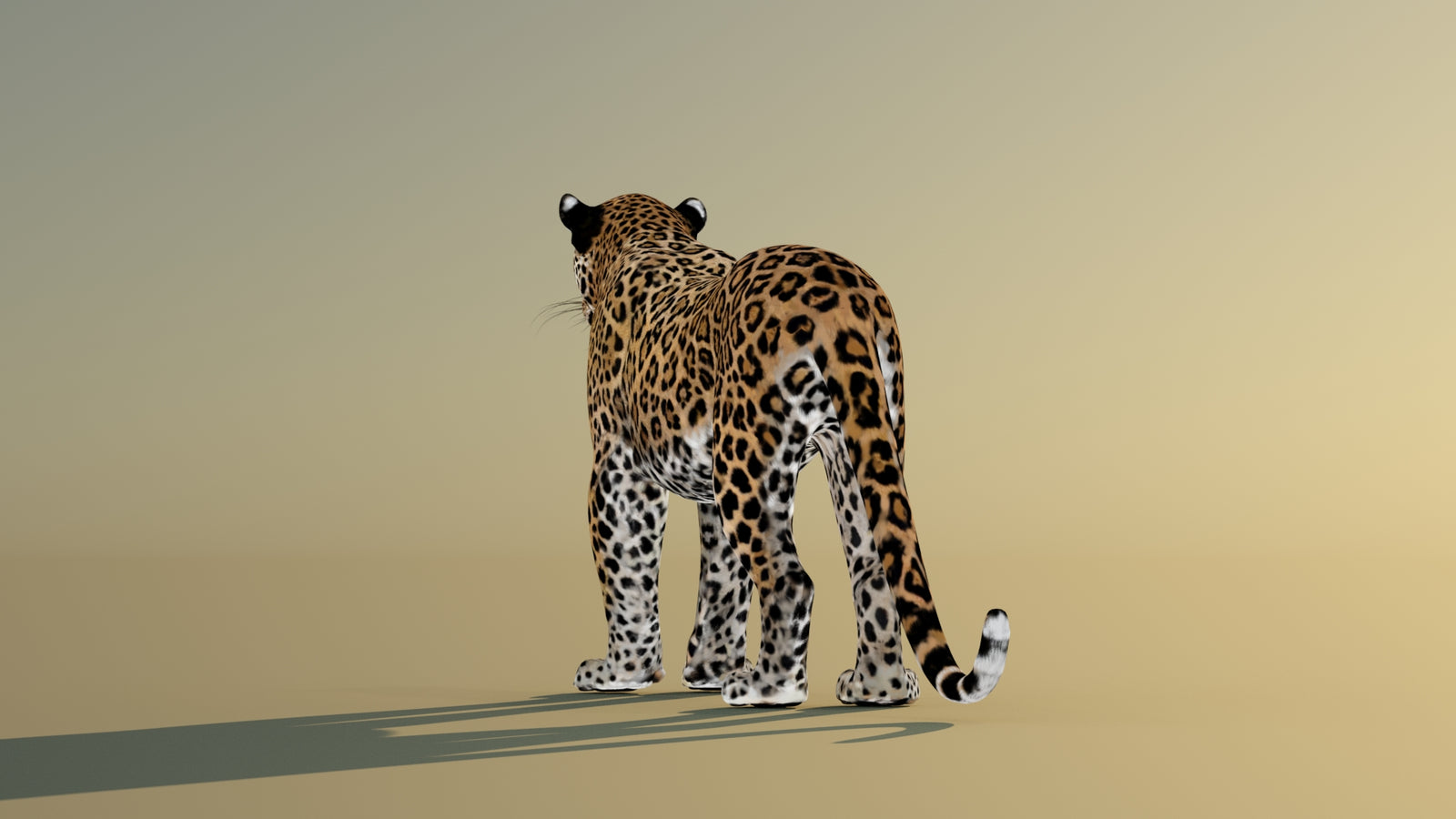 Leopard 3D Model Animated 360° view 1 frame 20
