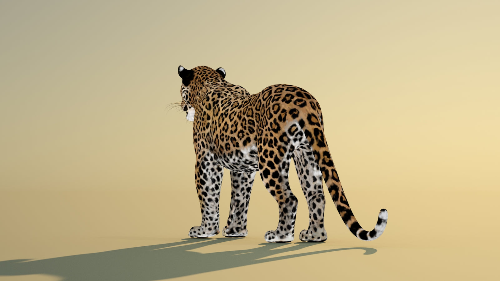Leopard 3D Model Animated 360° view 1 frame 21