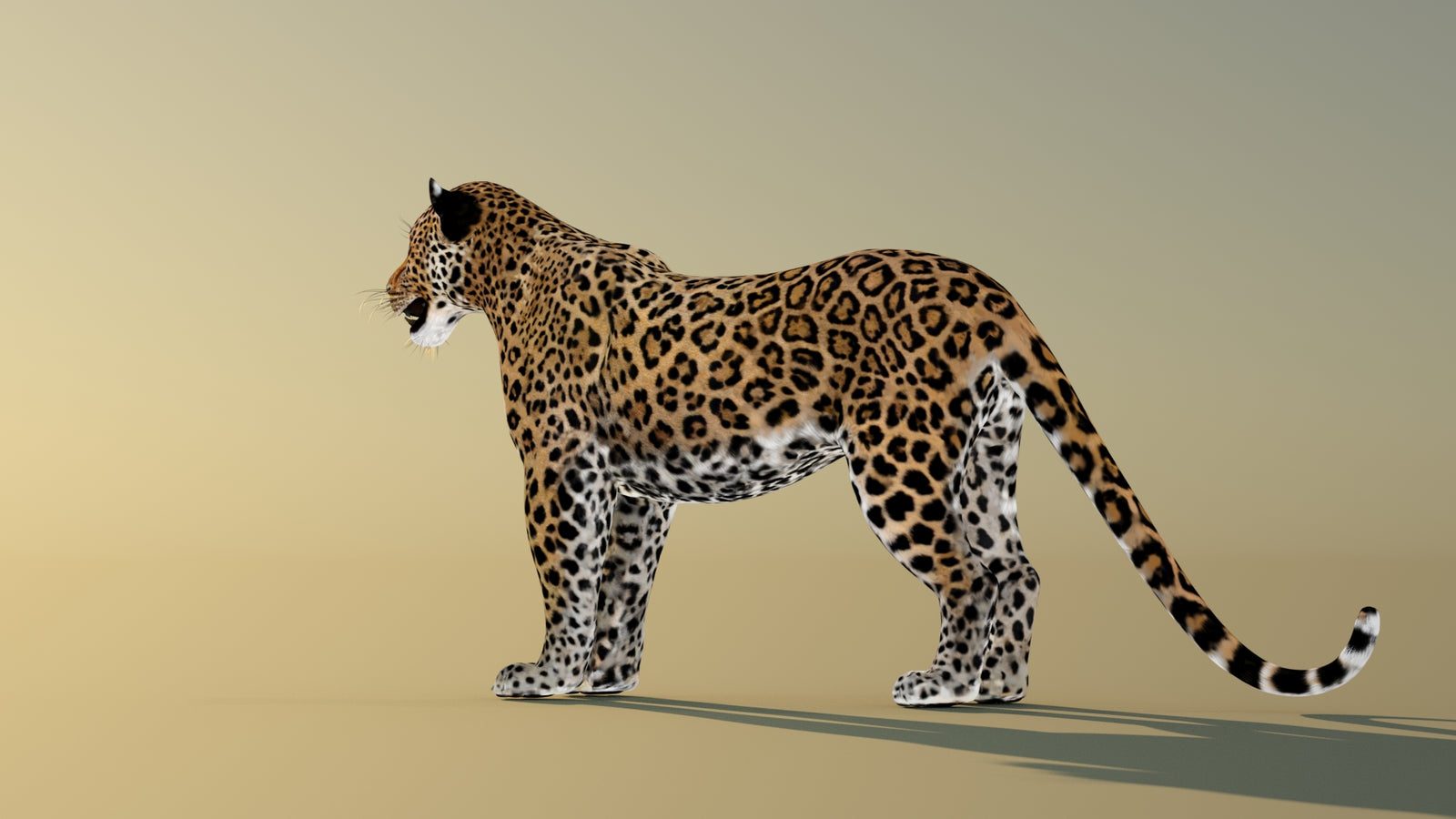 Leopard 3D Model Animated 360° view 1 frame 24