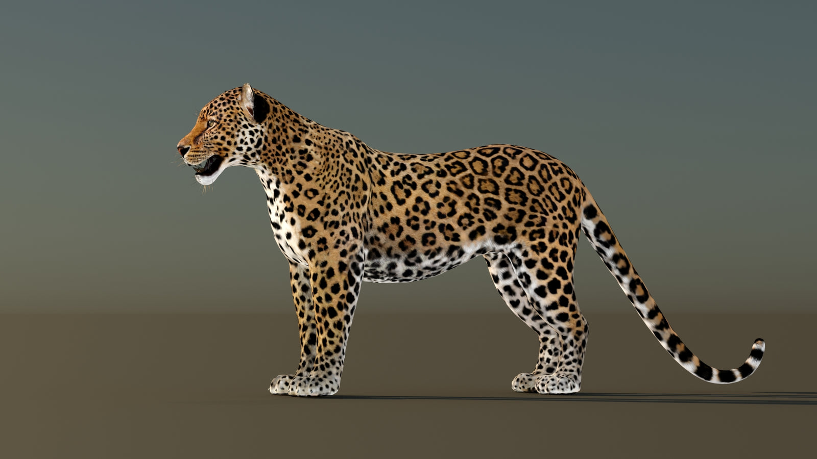 Leopard 3D Model Animated 360° view 1 frame 29