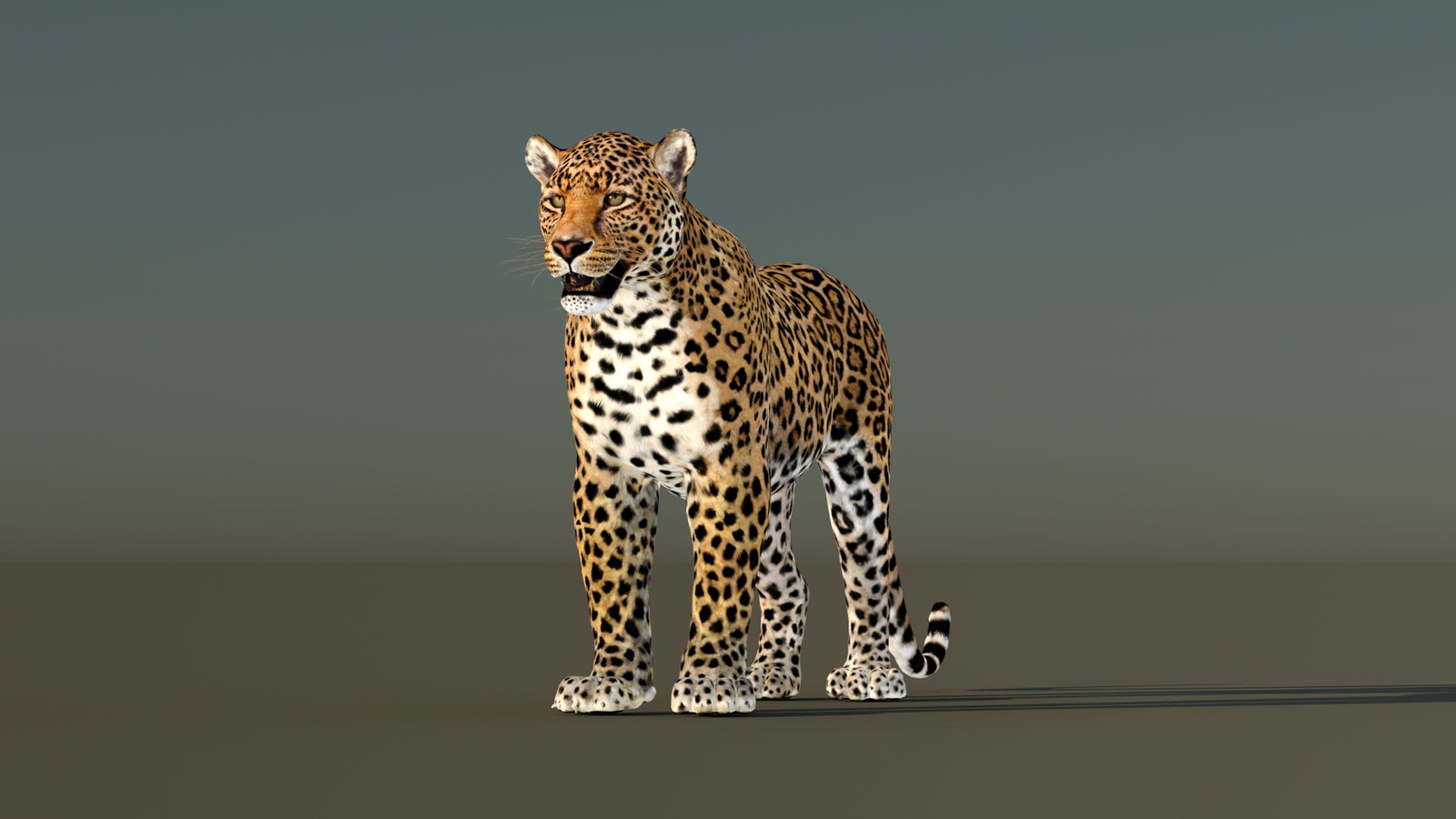 Leopard 3D Model Animated 360° view 1 frame 34