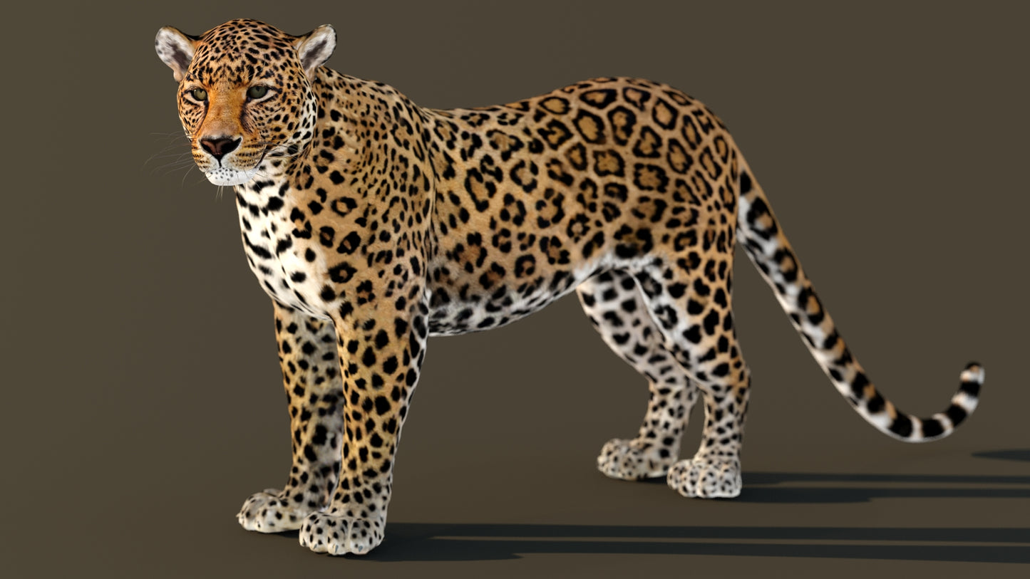 Leopard 3D Model Animated