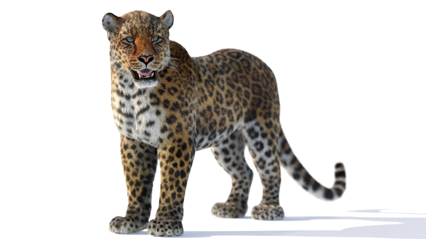 Leopard 3D Model Rigged with Fur