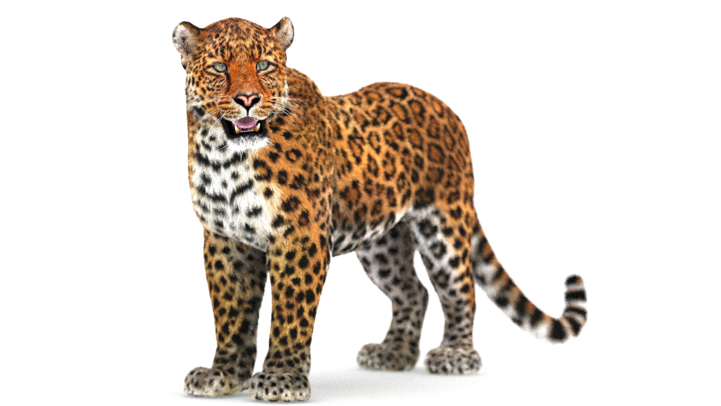 Leopard 3D Model Rigged with Fur