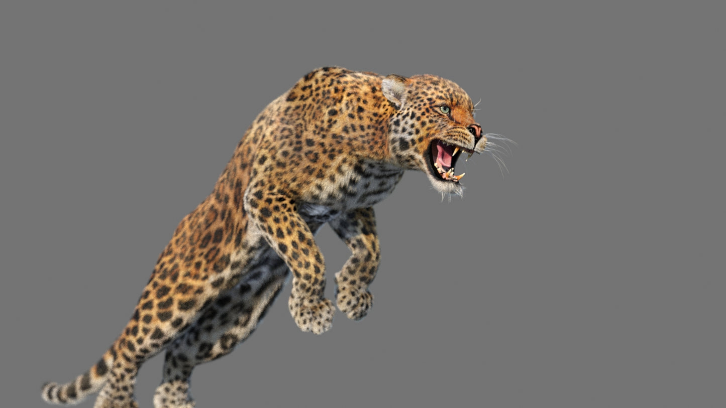 Leopard 3D Model Animated Fur