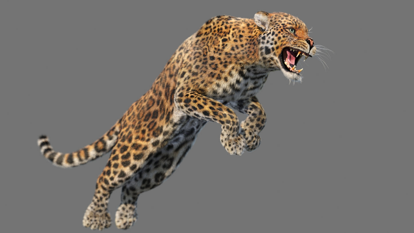Leopard 3D Model Animated Fur
