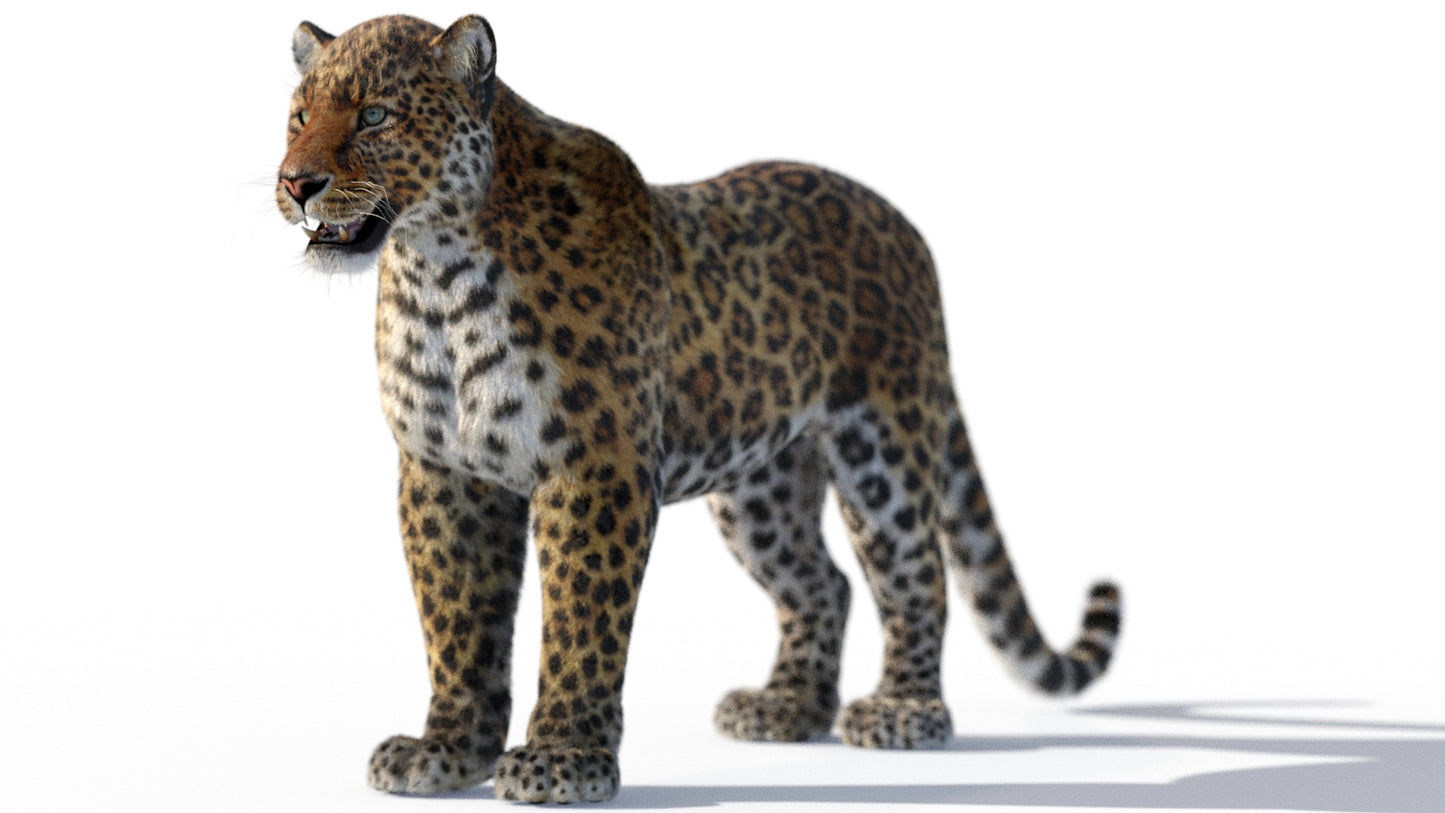 Leopard 3D Model Rigged with Fur