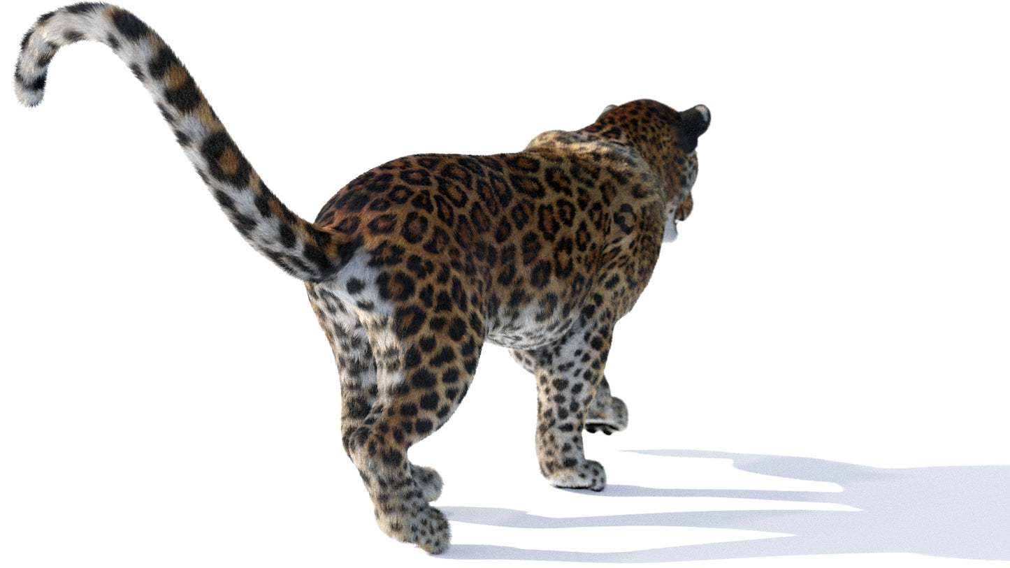 Leopard 3D Model Animated Fur